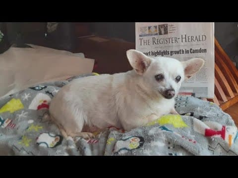 Guinness World Records: Oldest living dog is in Ohio