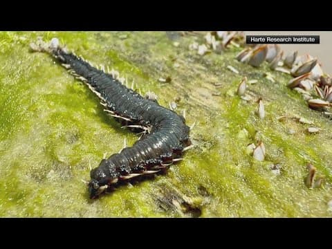 Heading to the beach this Labor Day? Watch out for this worm with venom that burns for 3 hours