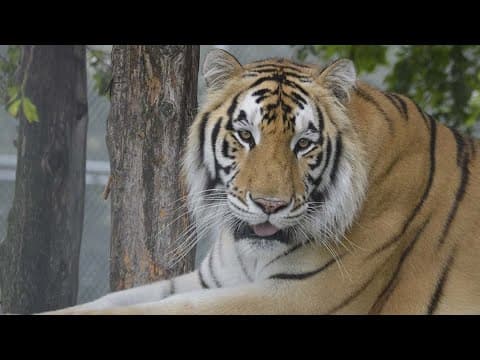 What happened to Tyson the tiger found in Houston garage?