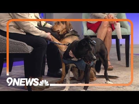 Petline9: These sweethearts from Albania need a good home