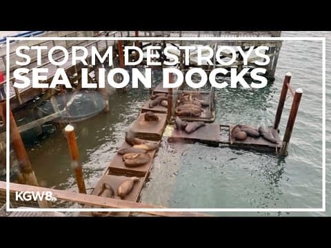 Popular Newport sea lion docks destroyed during winter storm
