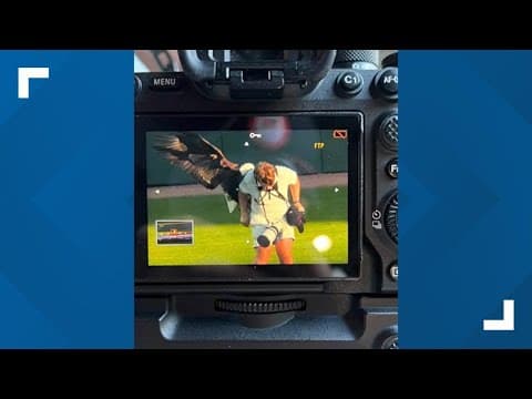 UT student gets scratched by eagle during flyover at Smokies home opener