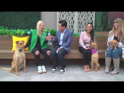 San Diego Animal Support Foundation’s Dog Days of Summer mega adoption event | June 7
