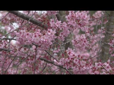 Cherry Blossom Festival happening this weekend in Balboa Park
