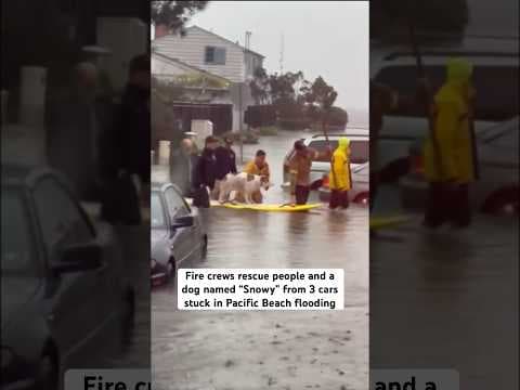 Station 21 crews helped rescue people and a dog named "Snowy" from vehicles stuck in PB floods