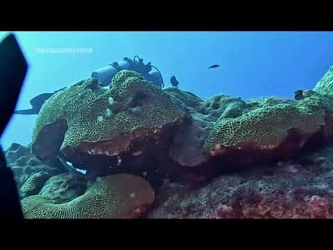 Climate change is hurting coral worldwide. But these reefs off the Texas coast are thriving