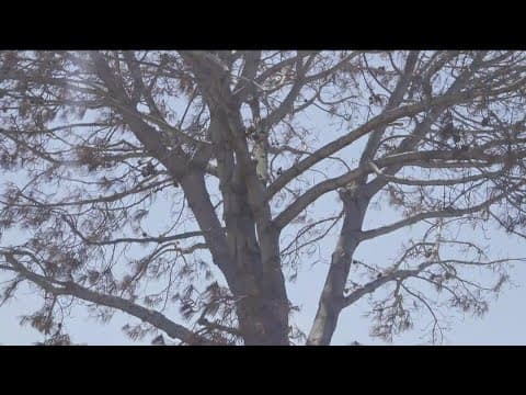 Ocean Beach residents worried over dead Torrey Pine tree