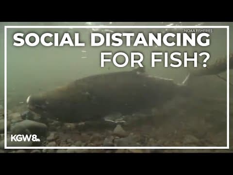 4 Klamath River dams to be removed, resulting in a lower disease risk for fish