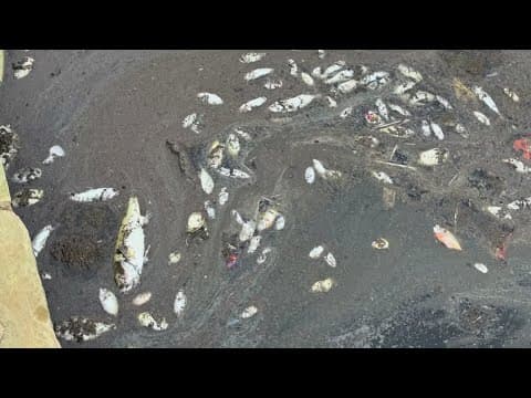 Dozens of dead fish found at a North Texas lake; cause under investigation