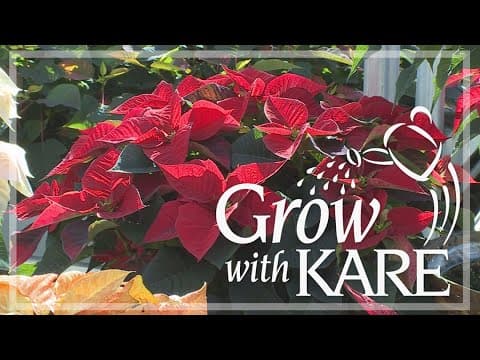 Grow with KARE: Poinsettia tips