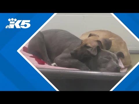 Tacoma animal shelter asks for fosters, adoptions amid record-breaking 'capacity crisis'