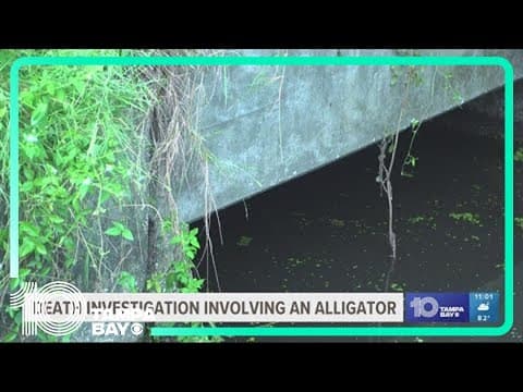 13-foot alligator killed after human remains found in Largo waters, deputies say