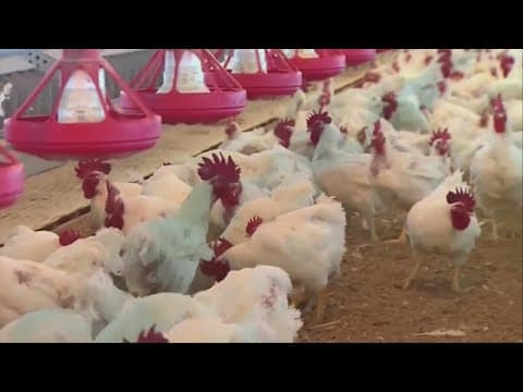 Ohio farmers on alert as bird flu spreads in nearby states