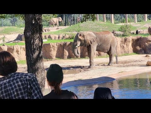 Dallas Zoo hosts dollar days