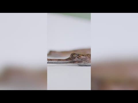 Fort Worth Zoo announces first repeated success breeding endangered animal