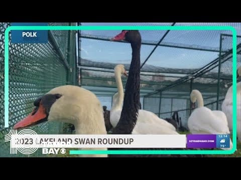 2023 swan roundup begins in Lakeland