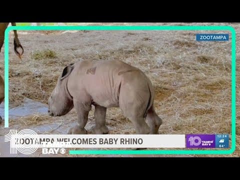 Welcome to the world, baby rhino! ZooTampa celebrates newest arrival