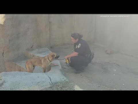 Owner of dog safely removed from gorilla enclosure at San Diego Zoo Safari Park comes forward