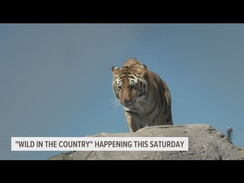 The Lions Tigers & Bears is holding its biggest fundraiser of the year