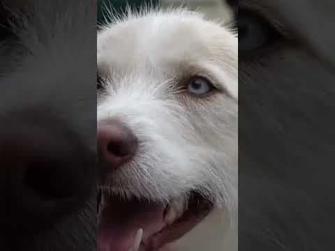 Rescued dog becomes therapy dog for St. Tammany Parish Sheriff’s Office #police #dog