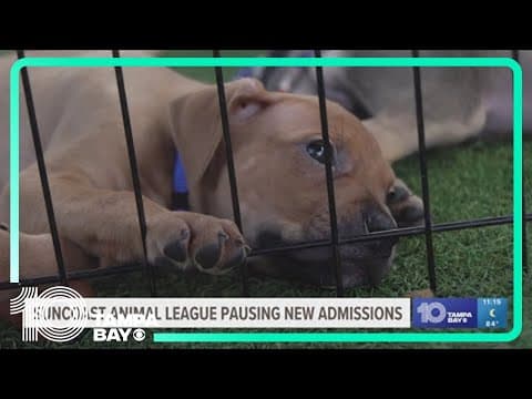 Suncoast Animal League not accepting new dogs, cats right now