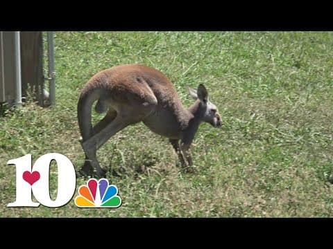 Little Ponderosa Zoo helps rescue kangaroos