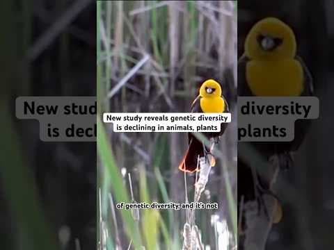 Genetic diversity in plants and animals is declining. #news #environment #animals
