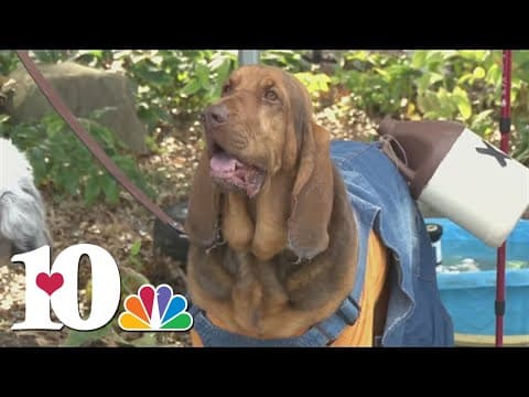 How you can keep your pets safe this Halloween