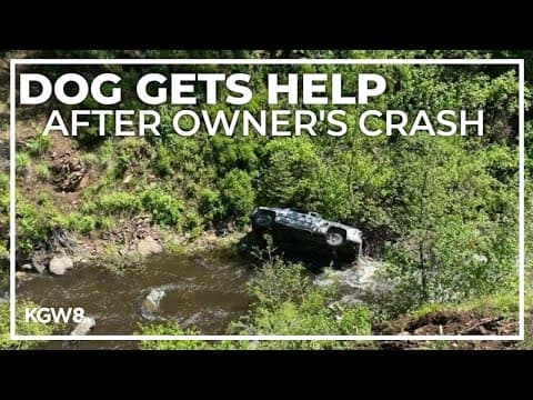 Dog travels 4 miles to get help after owner drives off embankment in eastern Oregon