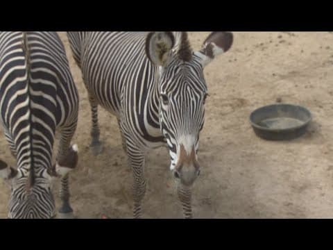 Zoo Day | Meet the zebra