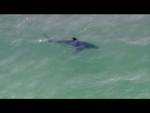 Researchers identify Southern California's two largest white shark nurseries off San Diego's coast