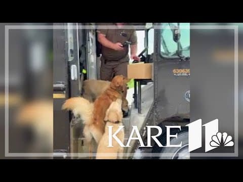 These dogs LOVE their UPS delivery person