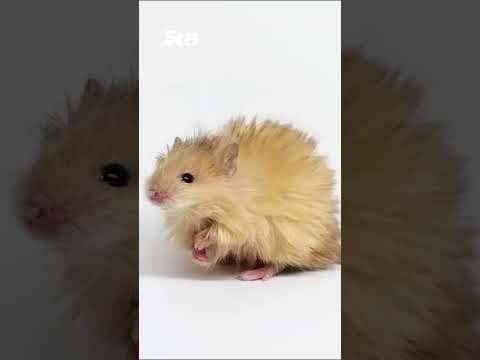 Genetically engineered "wooly mouse" shares traits with the extinct mammoth