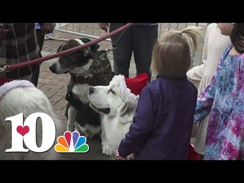 'If we can make someone happy, we've done our job' | Knoxville dogs bring holiday cheer downtown