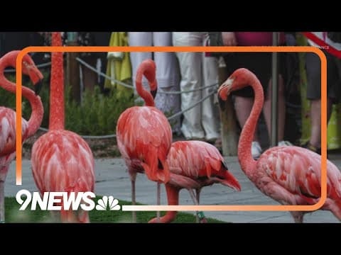 Denver Zoo Conservation Alliance hosting 'Flock Party'