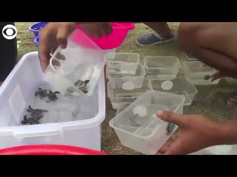 40 baby turtles released into sea in Indonesia