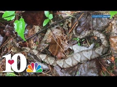 TVA warns of 'baby copperhead season' in East Tennessee