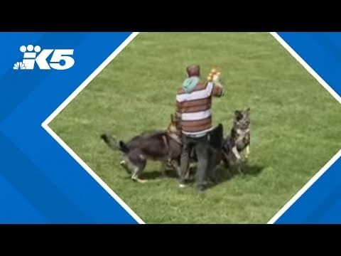 Dog trainer arrested after man shot and killed while filming commercial