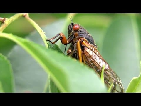Invaders from underground are coming in cicada-geddon