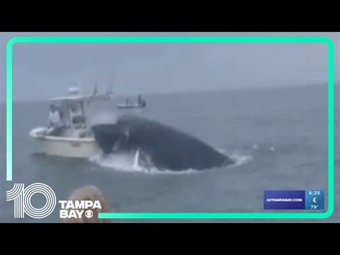 Boaters speak after whale capsizes their vessel in New Hampshire