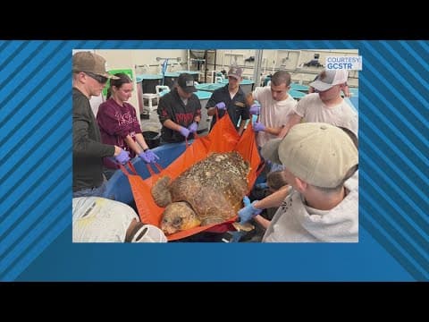 Sea Aggie cadets help move 240-pound sick sea turtle being treated in Galveston