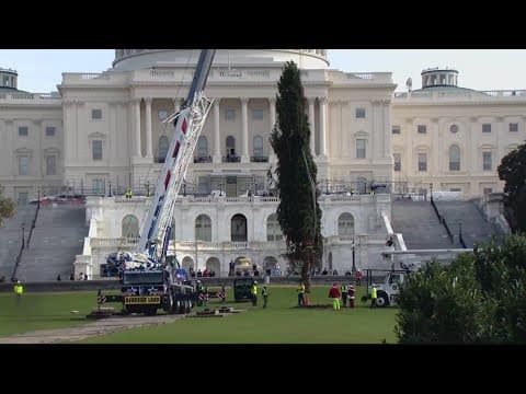 Capitol Christmas Tree delivered to National Mall