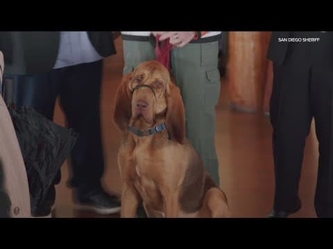 San Diego's first bloodhound search and rescue dog