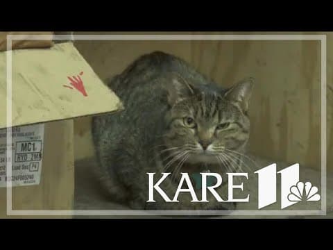 Turbo Tim's combines car repairs with cats