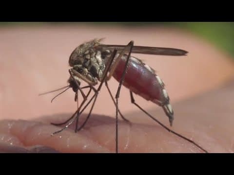 Health officials identify West Nile virus in Licking County — first infected pool this year