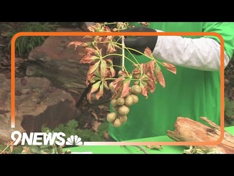 Late season care for trees