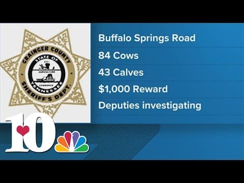 More than 100 cattle stolen from farm