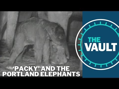 Portland's history of birthing baby elephants | KGW Vault