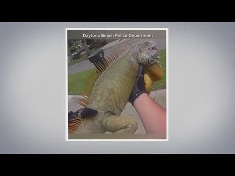 Officers capture scaly suspect in Florida