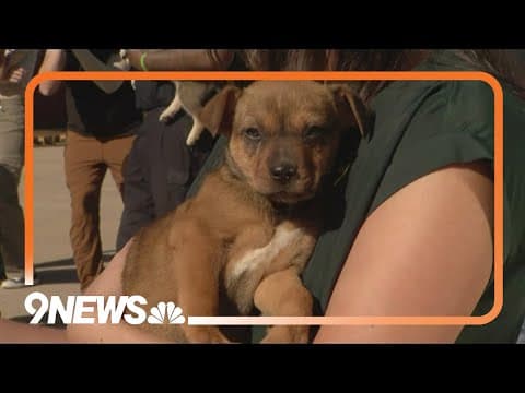 Colorado firefighters pose for puppy rescue calendar